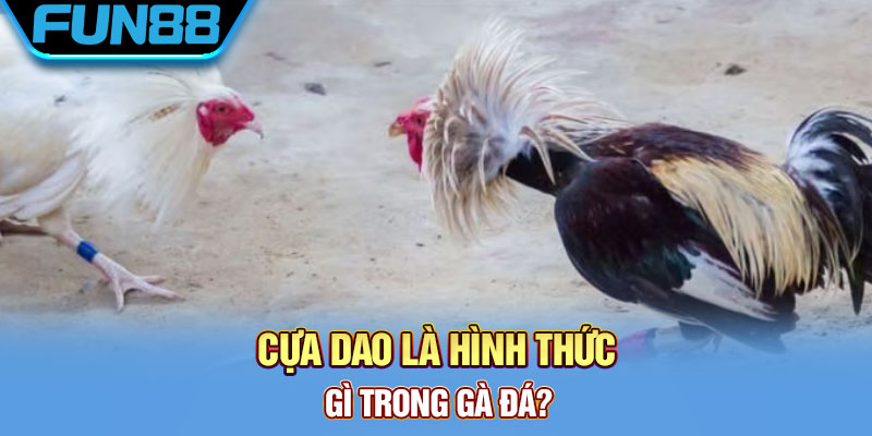 Hình thức đá gà ăn tiền