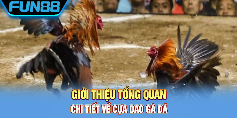 gà cựa dao