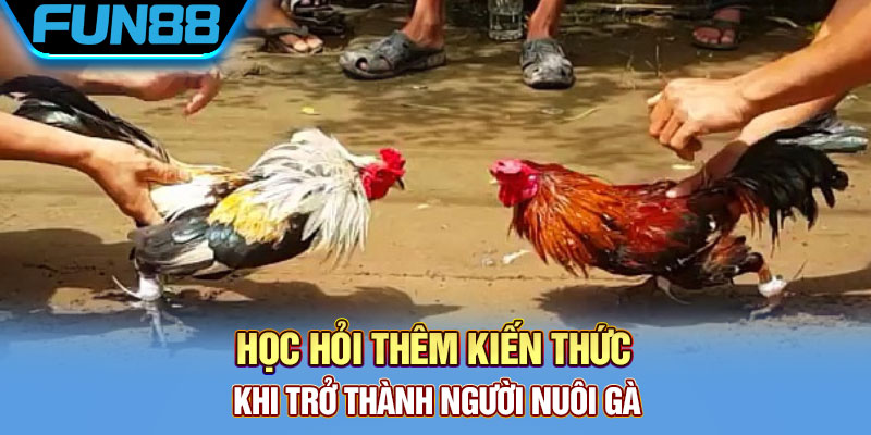 Kiến thức trở thành sư kê giỏi