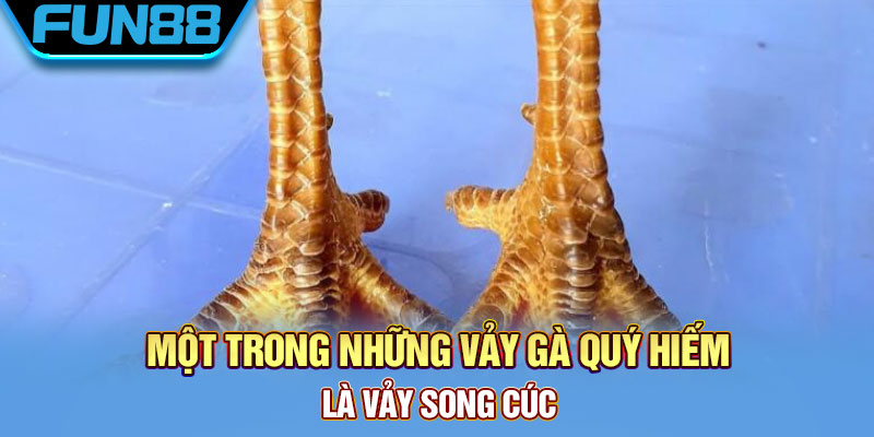 Vảy song cúc