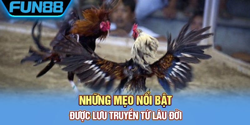 Mẹo nên dùng